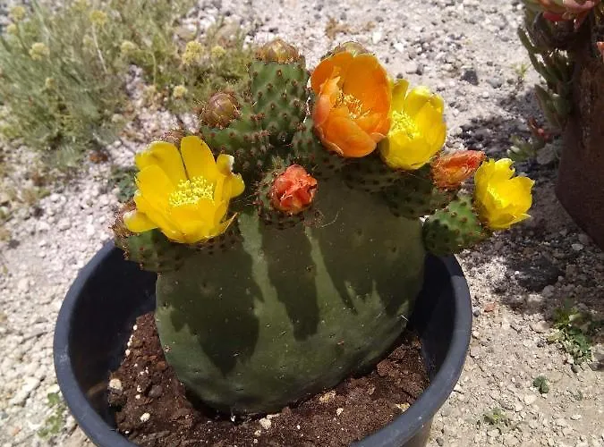 Appartement Santa Rinoula Sea Sunset Views Adults Only *